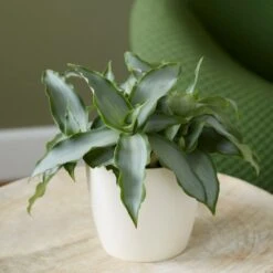 Murdannia Loriformis Bright Star ('Ppimur004') -Garden Plant Store pl2000032030 card3 lg