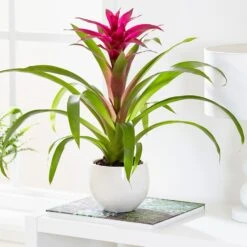 Guzmania 'Voilà'