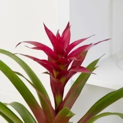 Guzmania 'Voilà' -Garden Plant Store pl2000032081 card4 lg