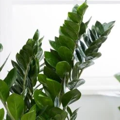 Zamioculcas Zamiifolia 10 Zamioculcas Zamiifolia -Garden Plant Store pl2000032091 card4 lg