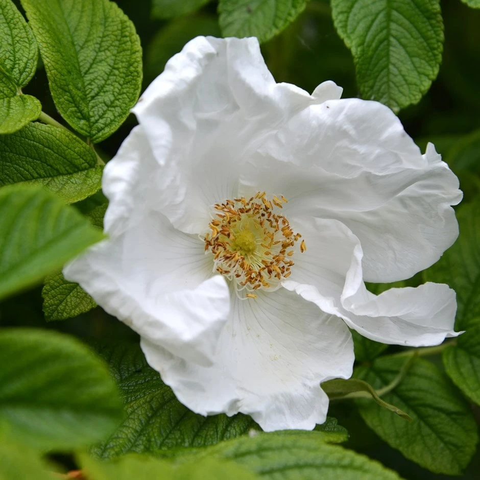 Rosa Rugosa 'Alba' 3 Rosa Rugosa 'Alba'