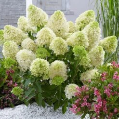 Hydrangea Paniculata Skyfall ('Frenne') (PBR) -Garden Plant Store pl2000033503 card3 lg