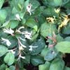 Lonicera Japonica 'Dart's World' -Garden Plant Store pl2000033507