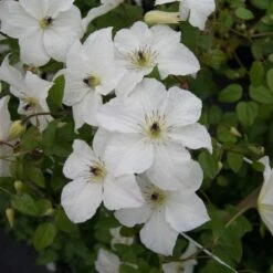 Clematis Forever Friends ('Zofofri') (PBR) -Garden Plant Store pl2000033515 card3 lg