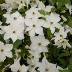Clematis Forever Friends ('Zofofri') (PBR) -Garden Plant Store pl2000033515 card4 lg