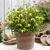 Clematis Little Lemons ('Zo14100') (PBR) -Garden Plant Store pl2000033527