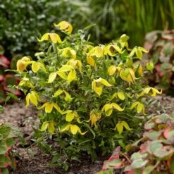 Clematis Little Lemons ('Zo14100') (PBR) -Garden Plant Store pl2000033527 card3 lg