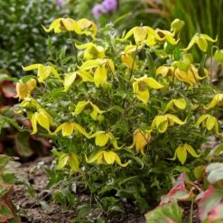 Clematis Little Lemons ('Zo14100') (PBR) -Garden Plant Store pl2000033527 card7 lg