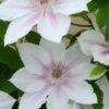 Clematis Corinne ('Evipo063') (PBR) (Boulevard Series) -Garden Plant Store pl2000033535