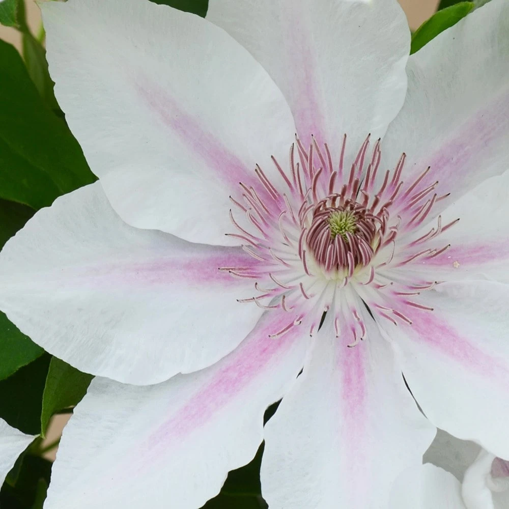 Clematis Corinne ('Evipo063') (PBR) (Boulevard Series) 4 Clematis Corinne ('Evipo063') (PBR) (Boulevard Series) - Image 2