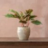Aglaonema 'Crete' 1 Aglaonema 'Crete' -Garden Plant Store pl2000033583