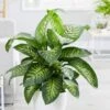 Dieffenbachia 'Tropic Snow' -Garden Plant Store pl2000033600