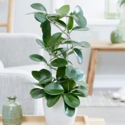 Hoya Australis -Garden Plant Store pl2000033605 card4 lg