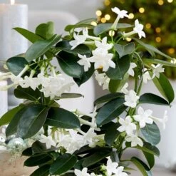 Stephanotis Floribunda -Garden Plant Store pl2000034245 card3 lg