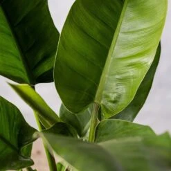 Philodendron 'Imperial Green' -Garden Plant Store pl2000034365 card3 lg