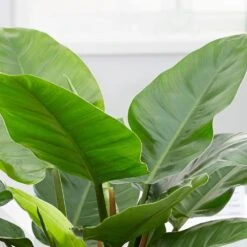 Philodendron 'Imperial Green' -Garden Plant Store pl2000034365 card4 lg