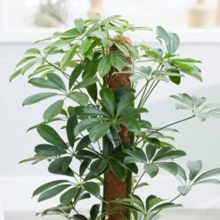 Schefflera Arboricola 'Nora' -Garden Plant Store pl2000034367 card5 lg