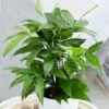 Dracaena Surculosa -Garden Plant Store pl2000034374