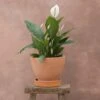 Spathiphyllum Bingo Cupido ('Spapril') (PBR) 1 Spathiphyllum Bingo Cupido ('Spapril') (PBR) -Garden Plant Store pl2000034375