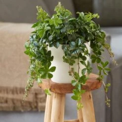 Cissus Striata -Garden Plant Store pl2000034386 card3 lg