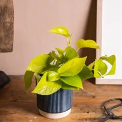Epipremnum Pinnatum 'Golden Pothos' -Garden Plant Store pl2000034398 card3 lg
