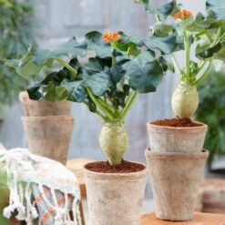 Jatropha Podagrica -Garden Plant Store pl2000034415 card4 lg