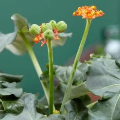 Jatropha Podagrica -Garden Plant Store pl2000034415 card6 lg