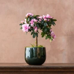 Azalea Simsii Standard Pink