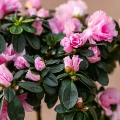 Azalea Simsii Standard Pink -Garden Plant Store pl2000034435 card3 lg