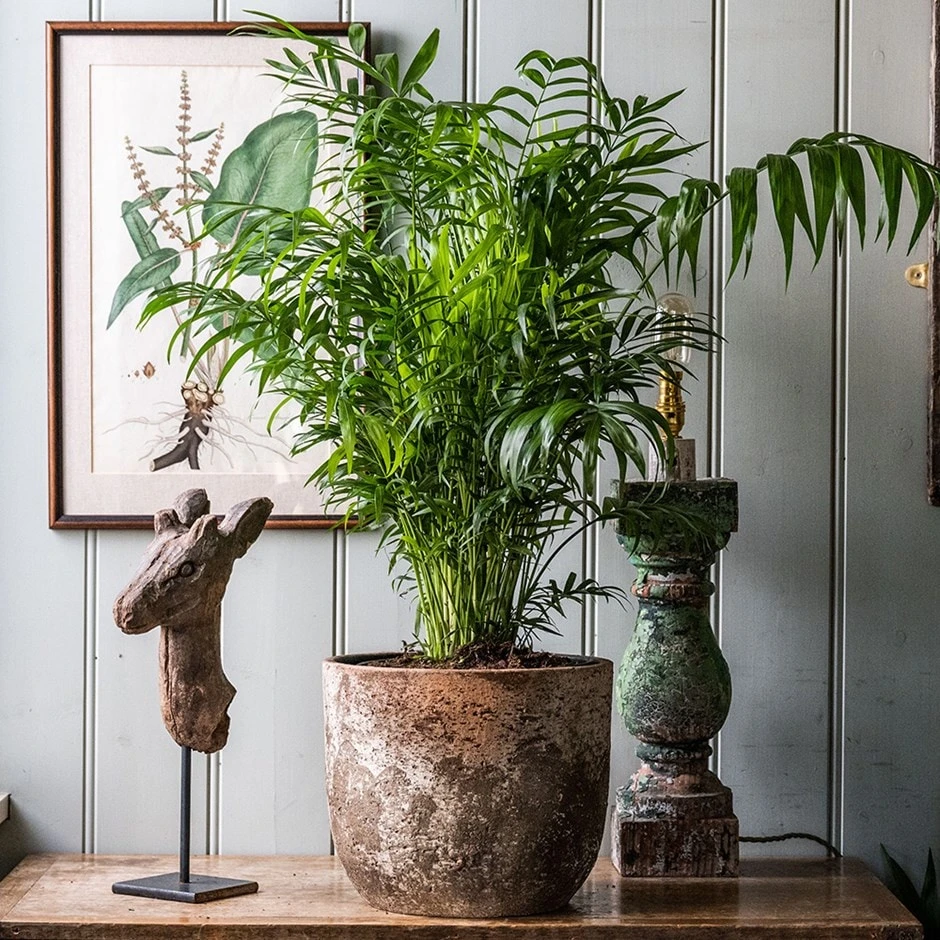 Chamaedorea Elegans 3 Chamaedorea Elegans