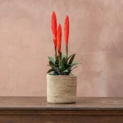 Vriesea 'Era' (PBR) -Garden Plant Store pl2000034449 card3 lg