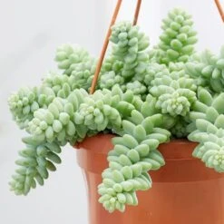 Sedum Morganianum -Garden Plant Store pl2000034457 card4 lg