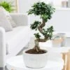Ficus Microcarpa 'Ginseng' In Bowl Pot -Garden Plant Store pl2000034470