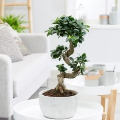 Ficus Microcarpa 'Ginseng' In Bowl Pot -Garden Plant Store pl2000034470 card3 lg