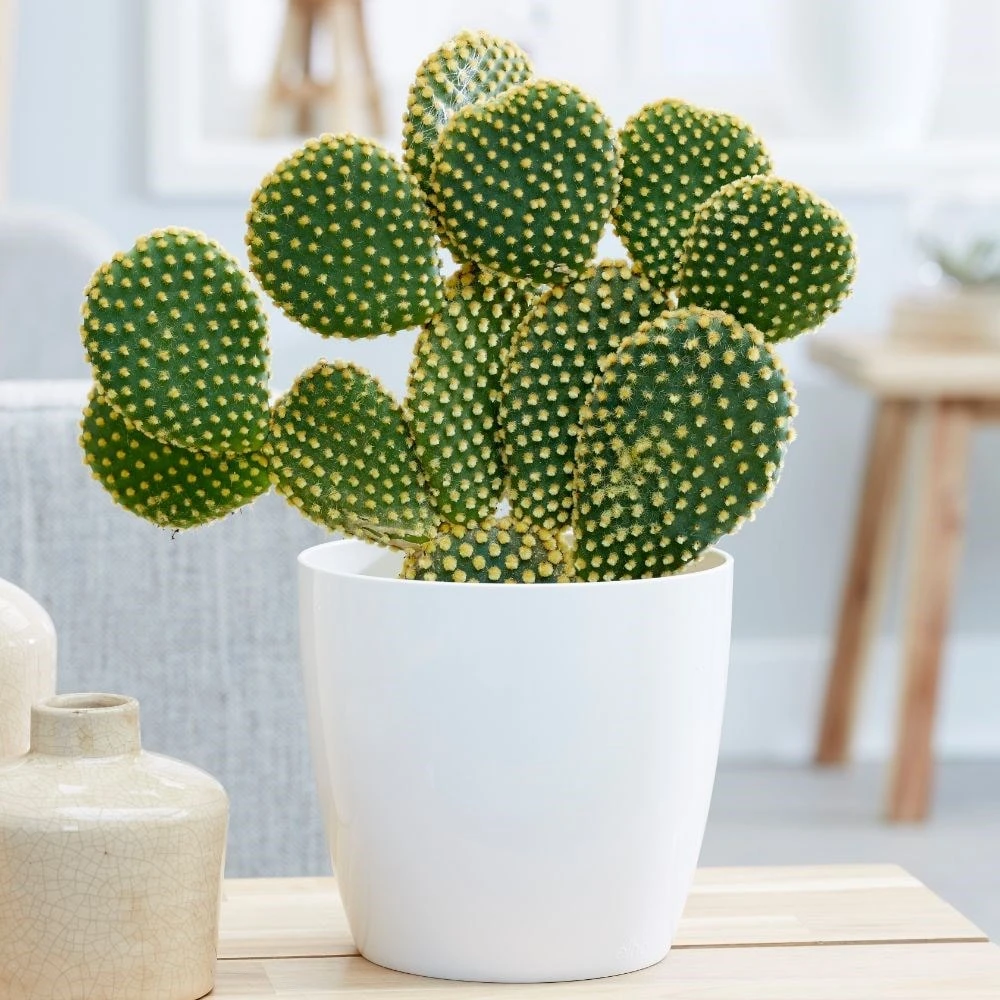 Opuntia Microdasys 4 Opuntia Microdasys - Image 2