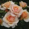 Rosa Sweet Honey ('Kormecaso') (PBR) -Garden Plant Store pl2000034698