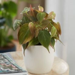 Philodendron Scandens 'Micans' -Garden Plant Store pl2000035828 card3 lg