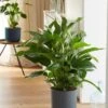 Spathiphyllum 'Sweet Lauretta' (PBR) -Garden Plant Store pl2000035913