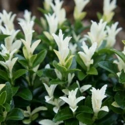 Front Page 18 Euonymus Japonicus Paloma Blanca ('Lankveld03') (PBR)