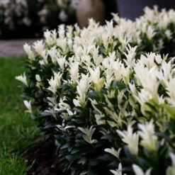 Front Page -Garden Plant Store pl2000036117 card2 lg