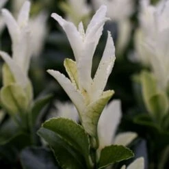 Euonymus Japonicus Paloma Blanca ('Lankveld03') (PBR) -Garden Plant Store pl2000036117 card3 lg