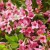 Weigela Picobella Rosa ('Tvp2') (PBR) 2 Weigela Picobella Rosa ('Tvp2') (PBR) -Garden Plant Store pl2000036122