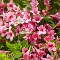 Weigela Picobella Rosa ('Tvp2') (PBR)