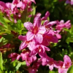 Weigela Picobella Rosa ('Tvp2') (PBR) 7 Weigela Picobella Rosa ('Tvp2') (PBR) -Garden Plant Store pl2000036122 card3 lg