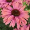 Echinacea SunSeekers Rainbow ('IFECSSRA') (PBR) (SunSeekers Series) -Garden Plant Store pl2000036167
