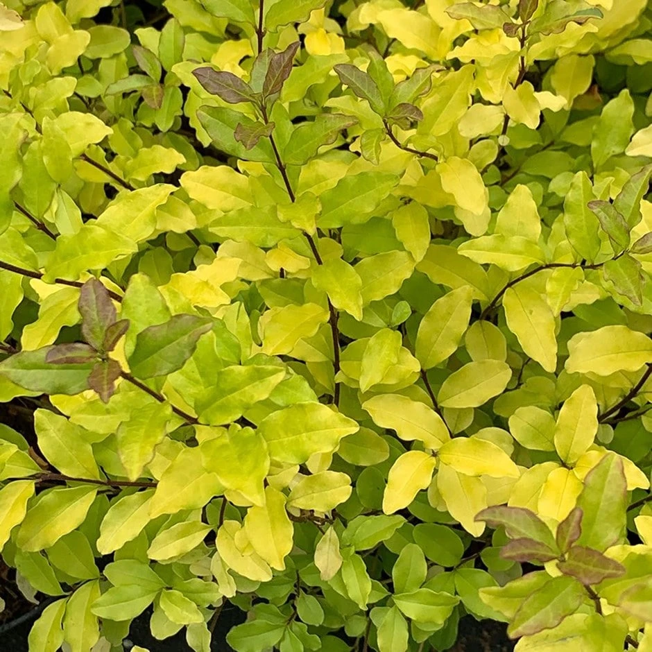 Ligustrum Ovalifolium 'Lemon And Lime' 3 Ligustrum Ovalifolium 'Lemon And Lime'
