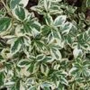 Euonymus Fortunei 'Silver Queen' -Garden Plant Store pl2000036248