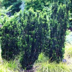 Euonymus Japonicus 'Green Rocket' -Garden Plant Store pl2000036250 card3 lg