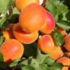 Apricot 'Tomcot' -Garden Plant Store pl2000036817