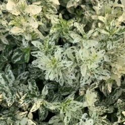 Euonymus Fortunei 'Harlequin' -Garden Plant Store pl2000036875 card3 lg